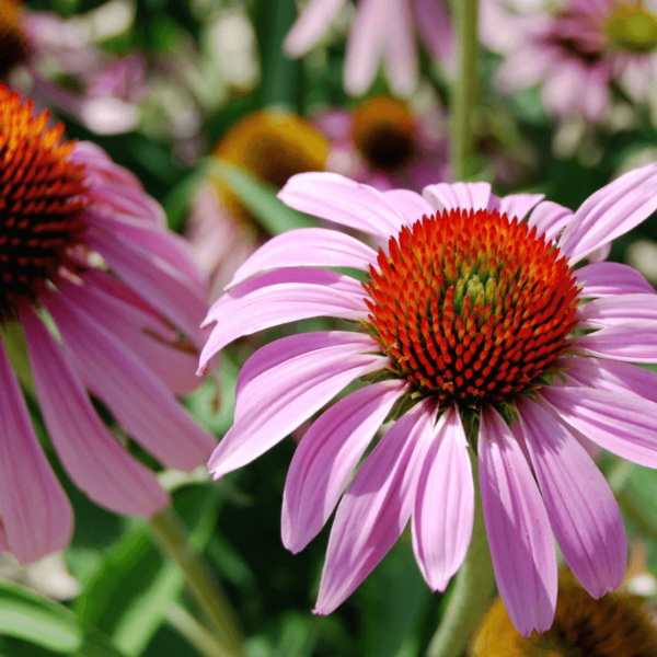 echinacea hahnemann