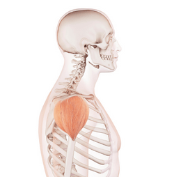 músculo-esquelético-